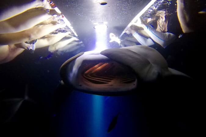 Night Snorkel with Manta Ray in Hawaii