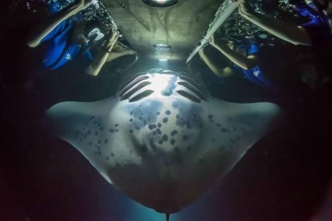 Night Snorkel with Manta Ray in Hawaii