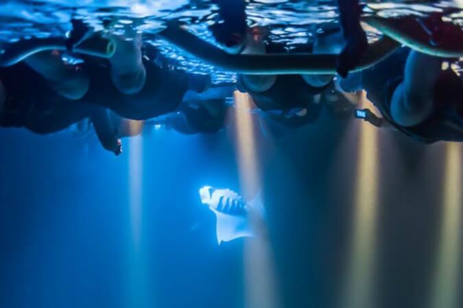 Night Snorkel with Manta Ray in Hawaii