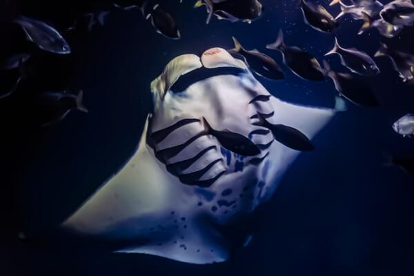 Swim with giant manta rays after sunset and observe these graceful creatures in the Big Island of Hawaii